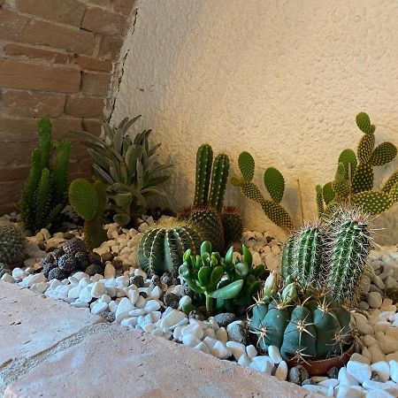 Cactus Suite Pisa Eksteriør billede